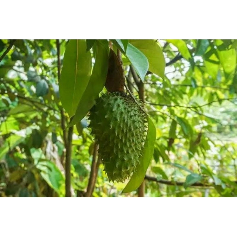 

Daun sirsak tua-segar_khusus obat herbal 250 gram