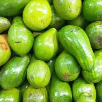 

Alpukat Berkualitas 1 kg isi 3-4 pcs Mentah