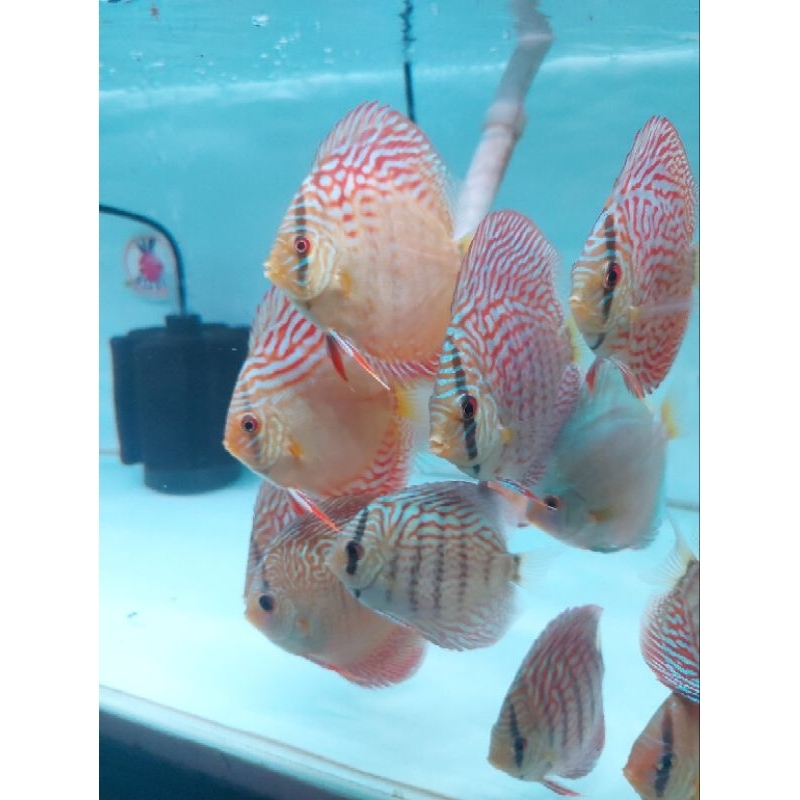 Discus 3 inch Mix