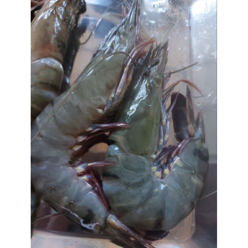 

Udang TIGER