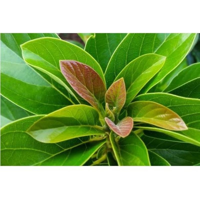 

DAUN ALPUKAT SEGAR DIPETIK SAAT ORDERAN/PERLEMBAR