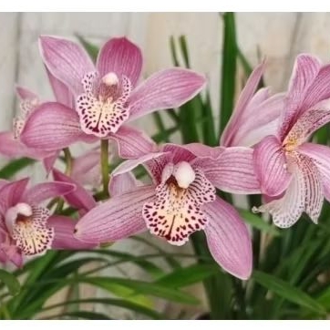 Mikivieta Bunga Anggrek Cymbidium