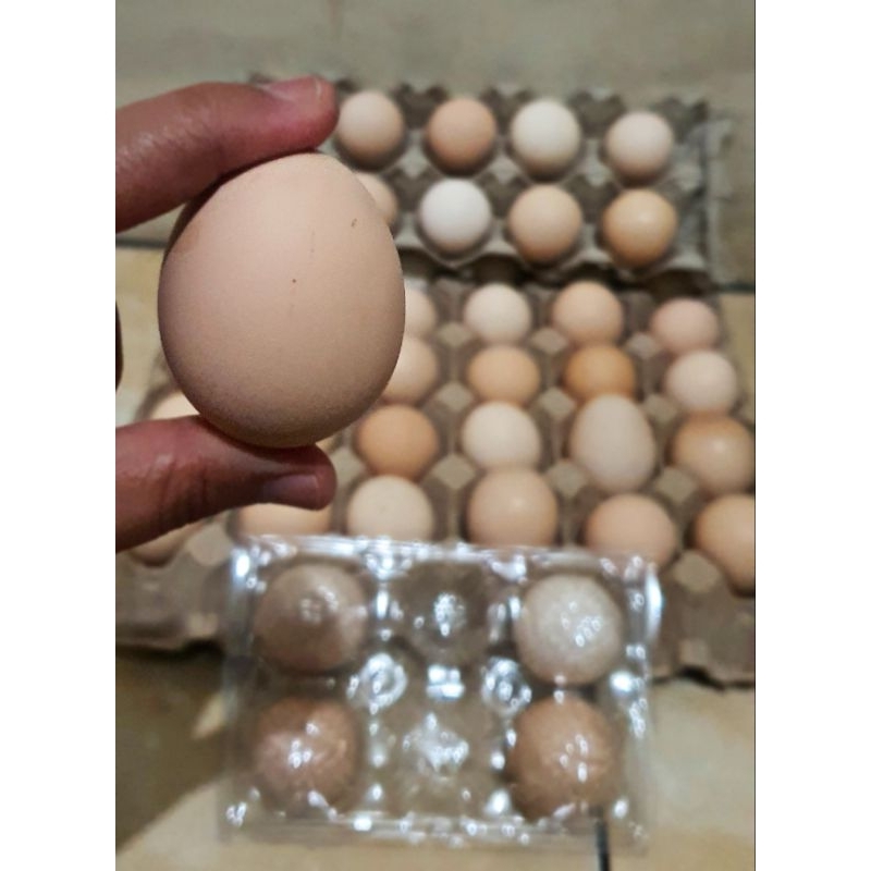 

Telur Ayam Kampung Omega
