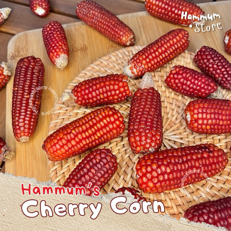 CHERRY CORN — Jagung Hamster Merah | Jagung Kering Pakan Hamster | Jagung Pakan Burung