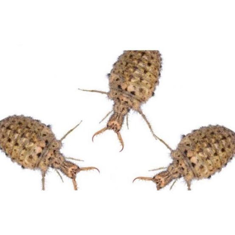 

New Promo Paket COD 100 ekor tembukur/undur undur hidup untuk herbal