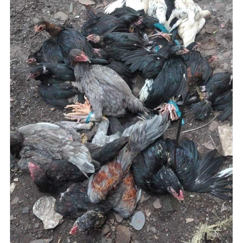 ayam kampung fresh/ayam kampung muda,ayam kampung asli