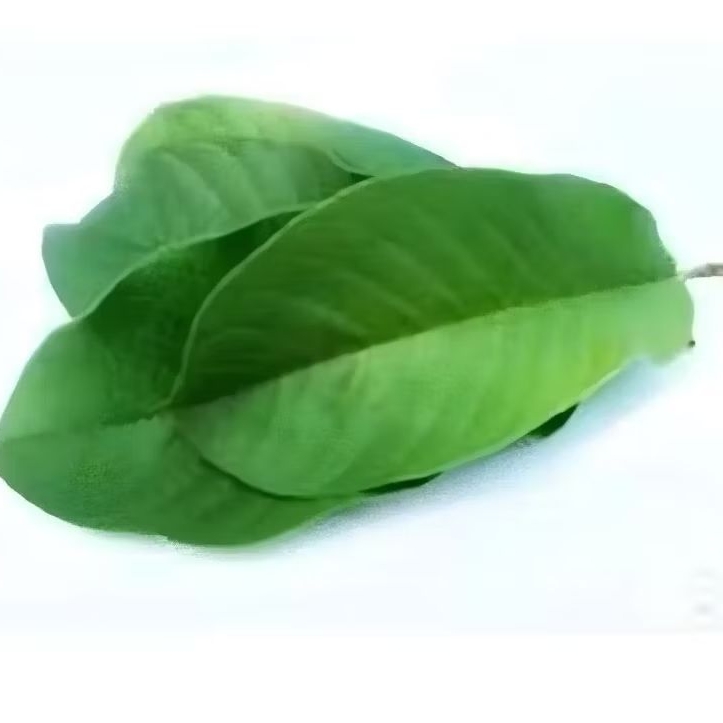 

Daun Jambu Biji untuk Diare, Rambut Rontok, Diabetes, Demam Berdarah dll