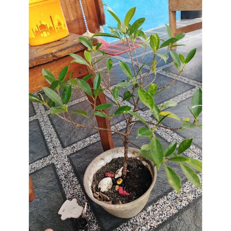 bonsai beringin kimeng