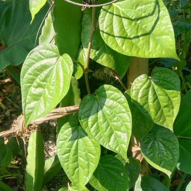 

daun sirih hijau segar order baru petik 30 lembar