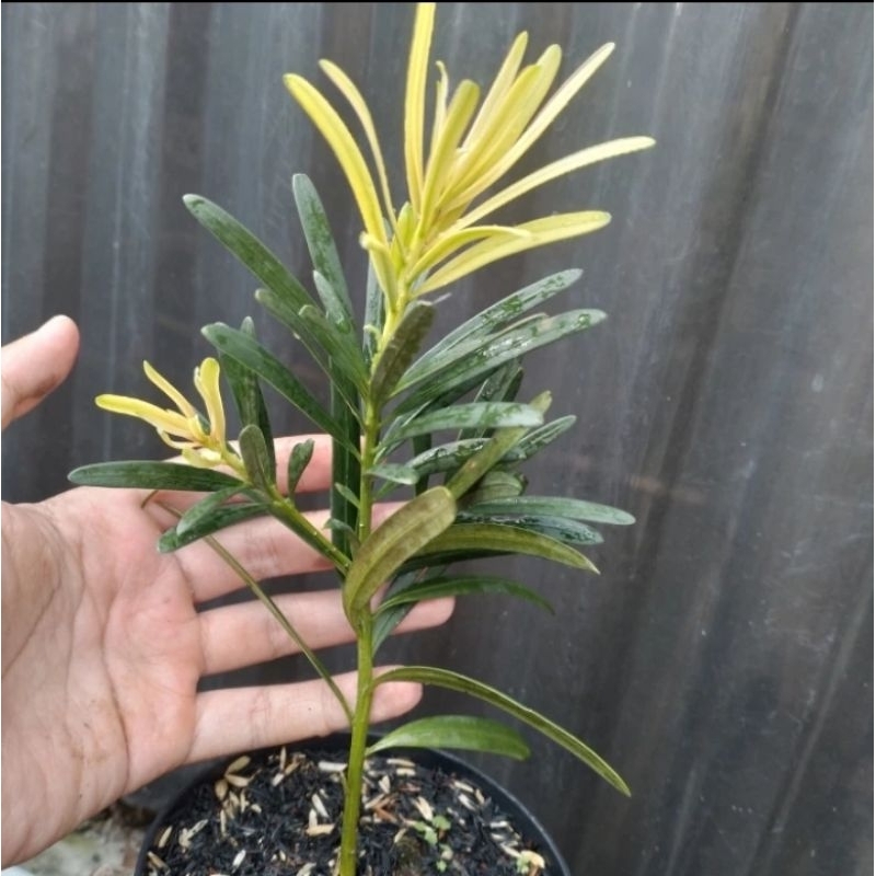 lohansung yellow pucuk kuning