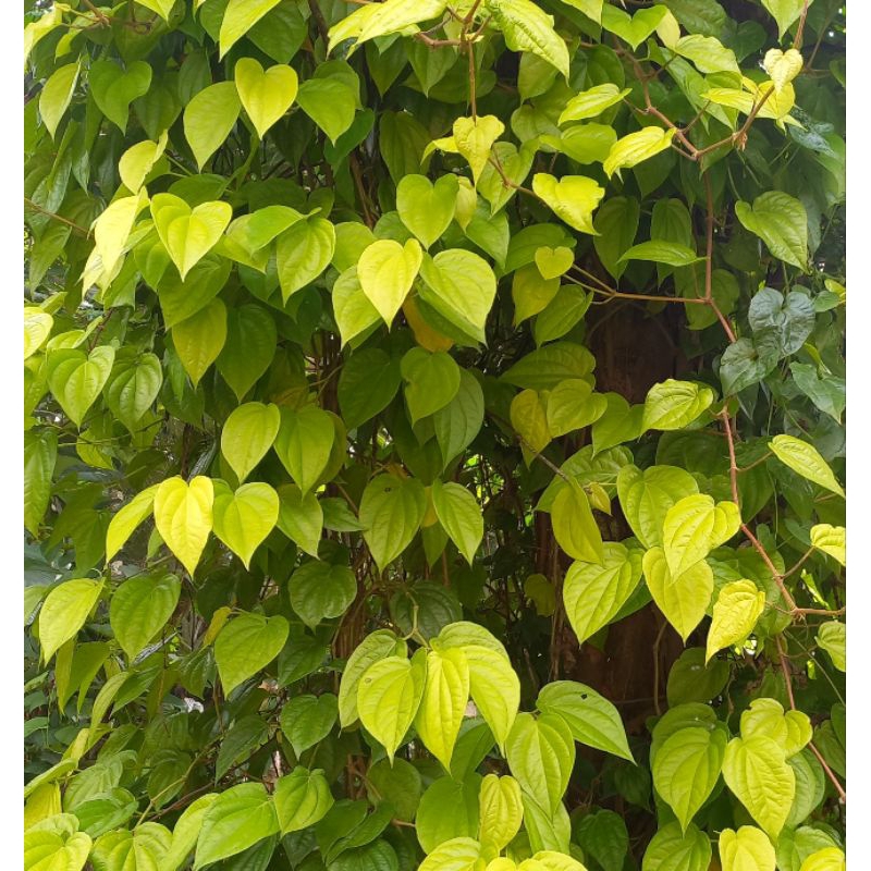 

Daun Sirih Kuning Herbal