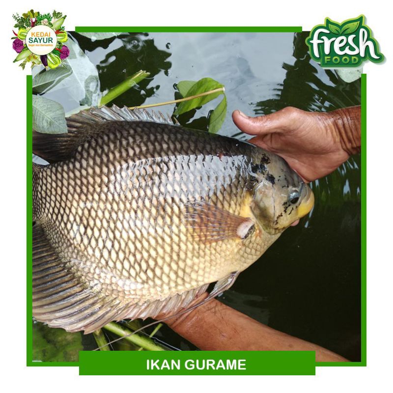 

ikan gurame 60000