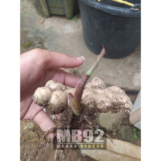 benih kunyit hitam ( Tanaman Herbal )