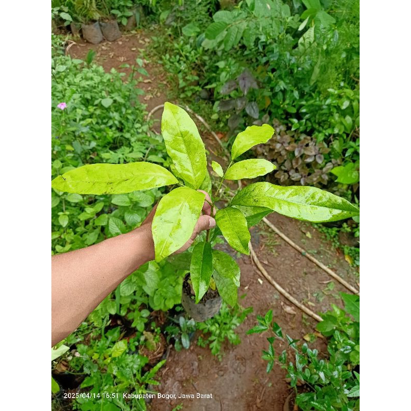 bibit pohon Cendana bali