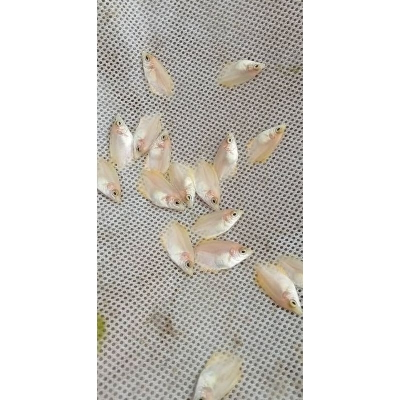 Promo Gurame Padang size Nguaci