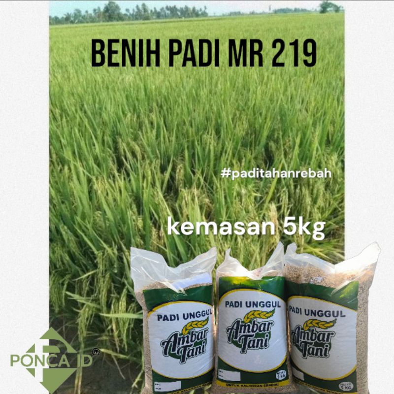 benih padi mr 219