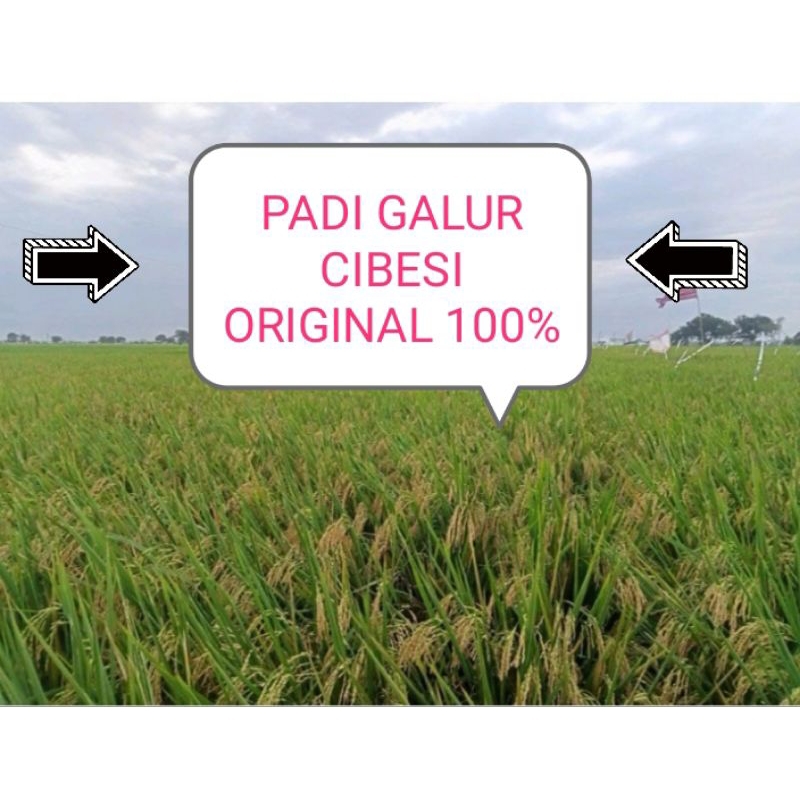 BENIH BIBIT PADI CIBESI ORIGINAL KEMASAN 1KG