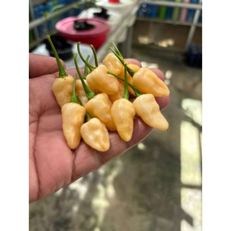 

Benih Cabai Bhut Jolokia salmon