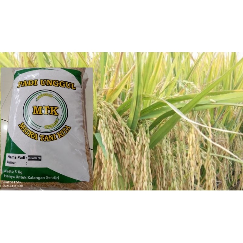 Benih padi CIBATU 08 kemasan 5kg