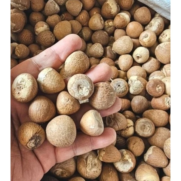 

Biji Pinang Kupas Bulat Utuh Kualitas Terbaik Netto 1 Kg
