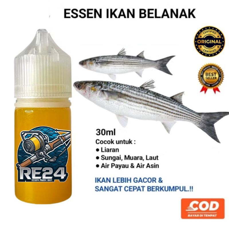 Essen Ikan Belanak Liar Paling Gacor | Essen RE24
