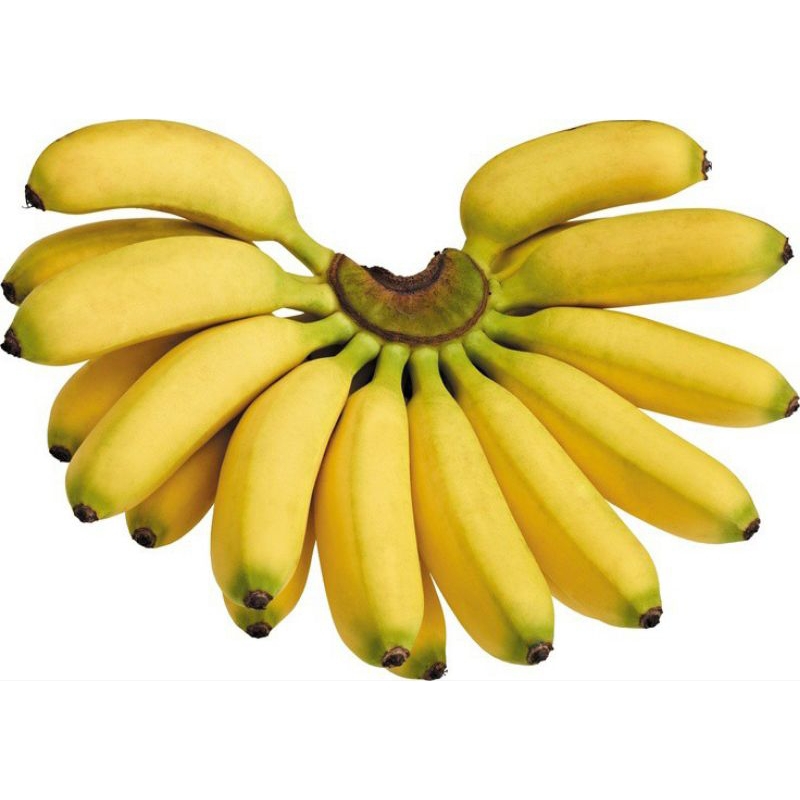 

Buah Pisang Segar Manis Alami Ammaryllis