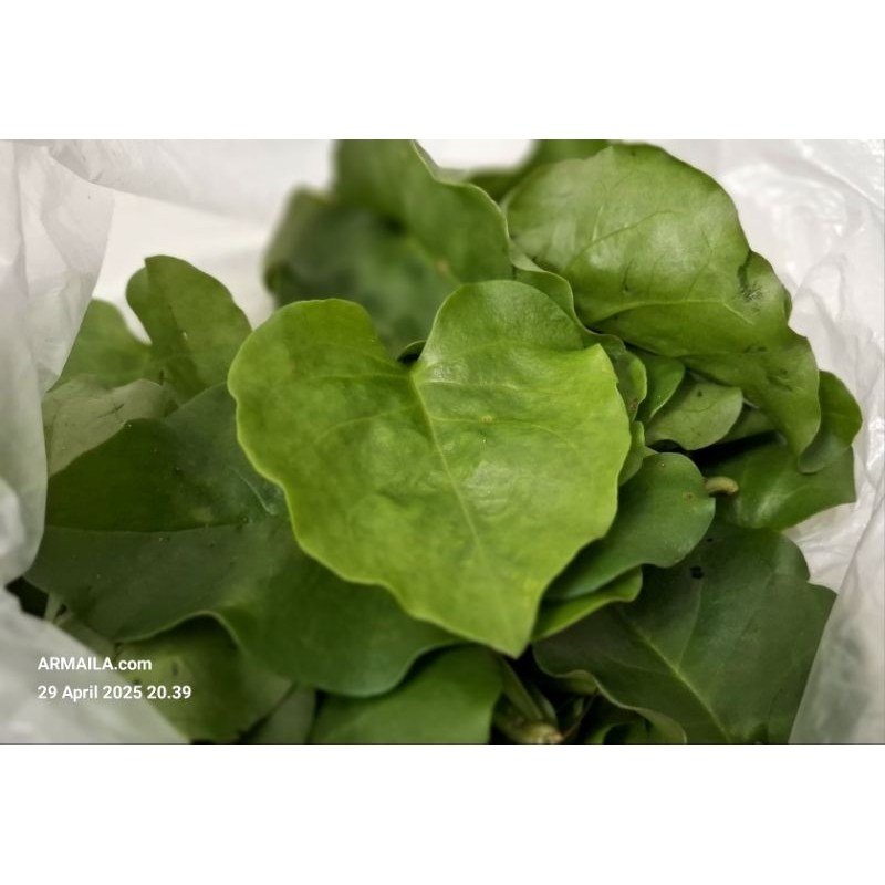 

Daun Binahong Segar Obat Herbal 500 Gram