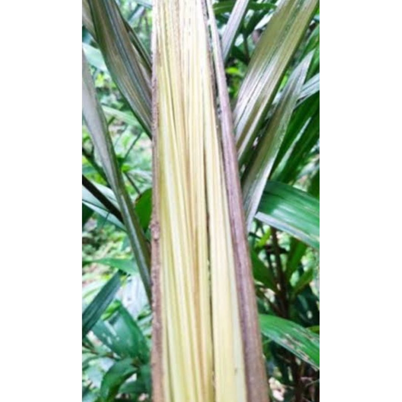 

Daun salak muda berat 1 kg rempah herbal