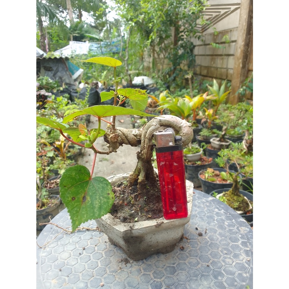 Bonsai Waru India Liuk Ukuran Mame