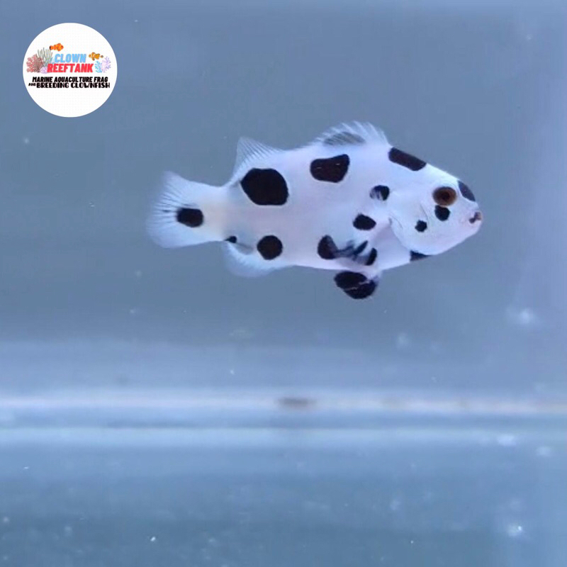 Clownfish Nemo Hybird Black Strom clownfish khusus PO