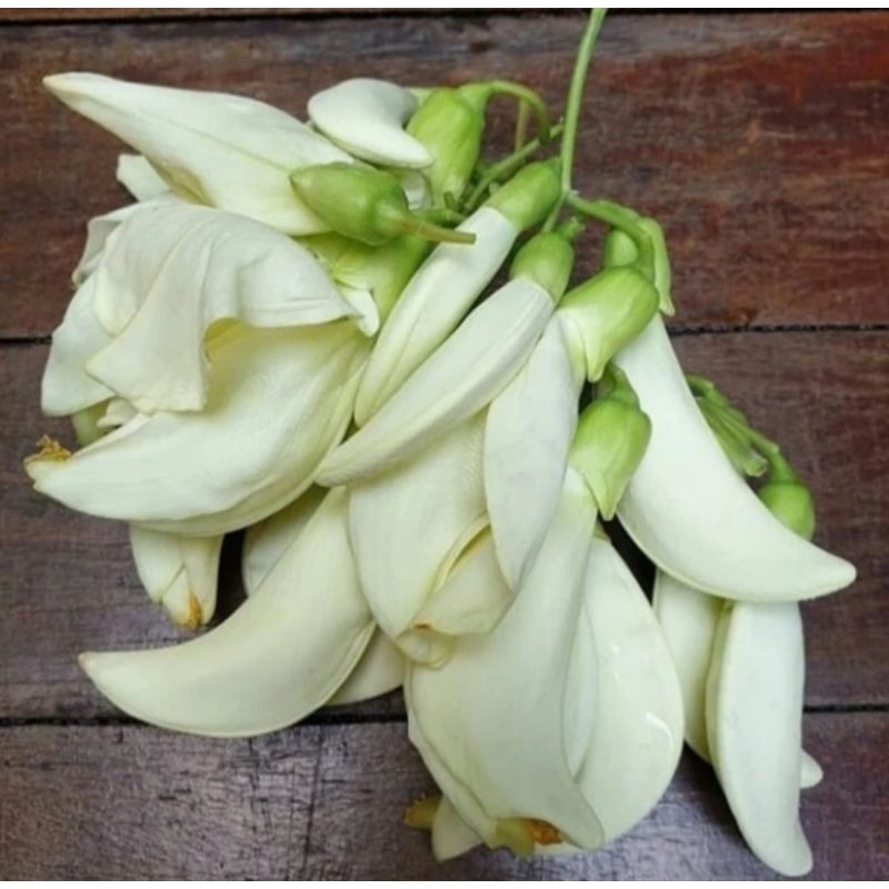 

Bunga Turi Segar/ Kembang Turi 250gr Untuk Sayur Pecel Lalapan dll