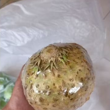 

Celeriac Australia fresh utuh / celeriac import -+900 gr / pcs