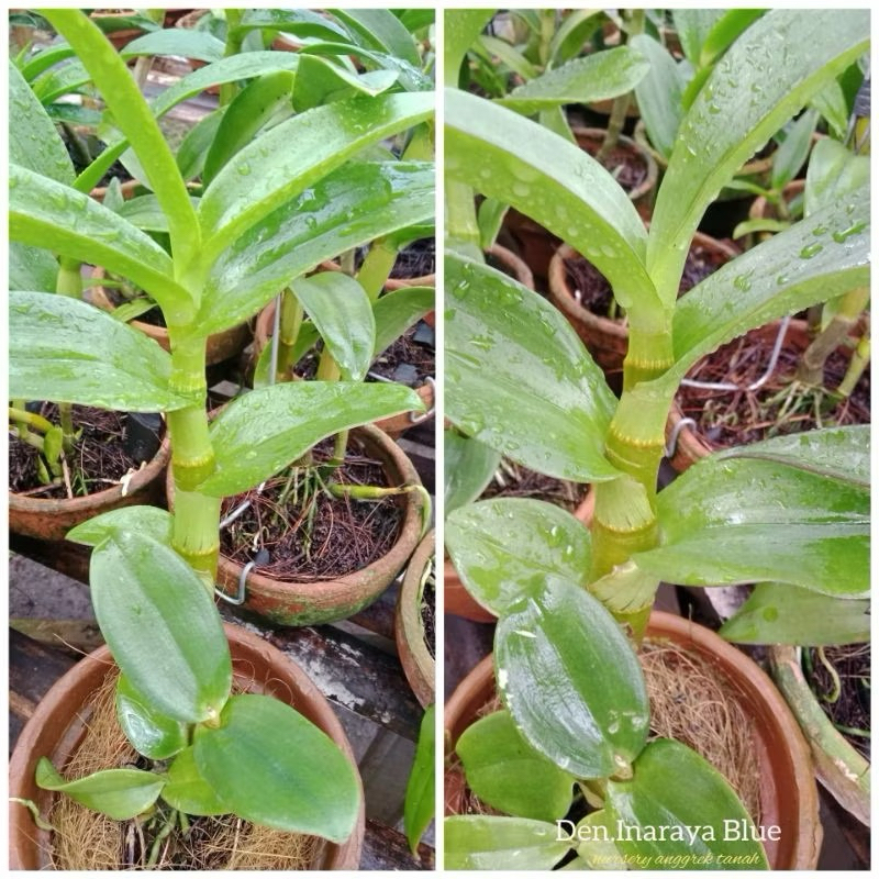 Anggrek Dendrobium Inaraya Blue