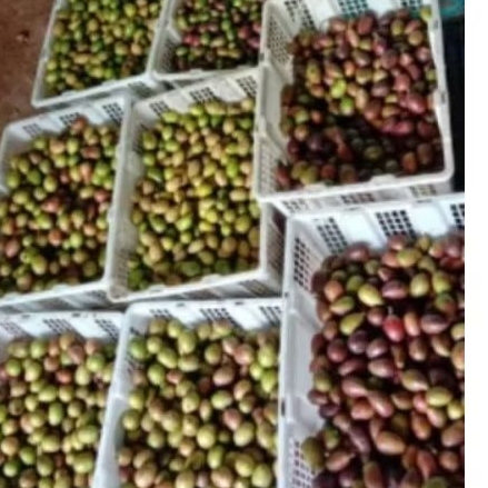 

paket hemat 2 kg buah matoa fresh manis daging tebal