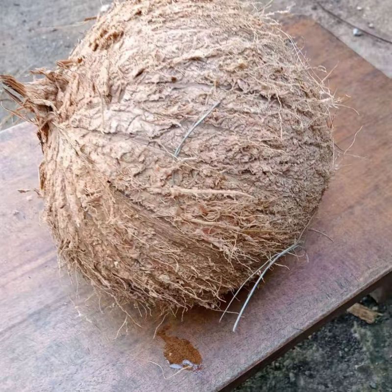 

Kelapa Kering Premium: Kelezatan Tropis yang Tahan Lama!