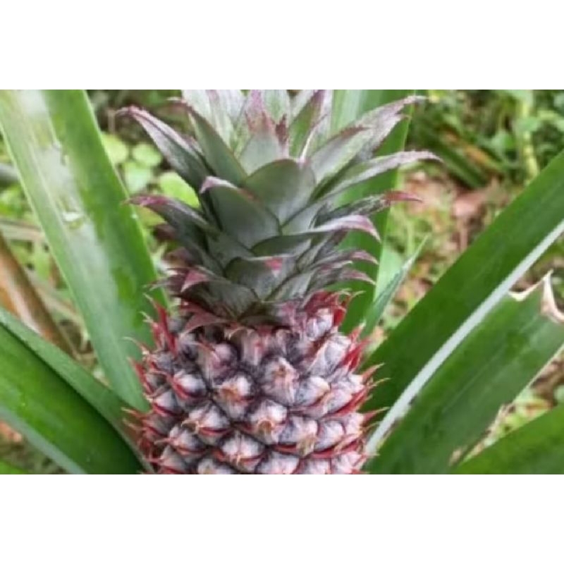 

new promo nanas muda seagr pres
