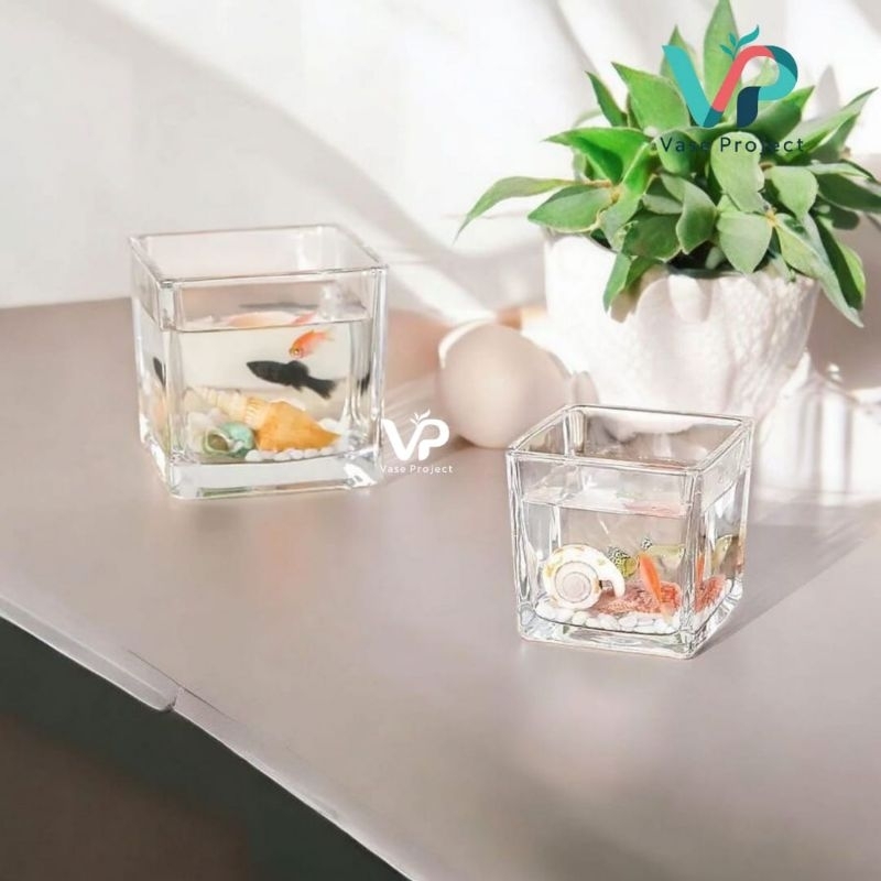 Aquarium Mini Cupang | Aquarium Cupang | Tank Ikan Cupang | Aquascape |