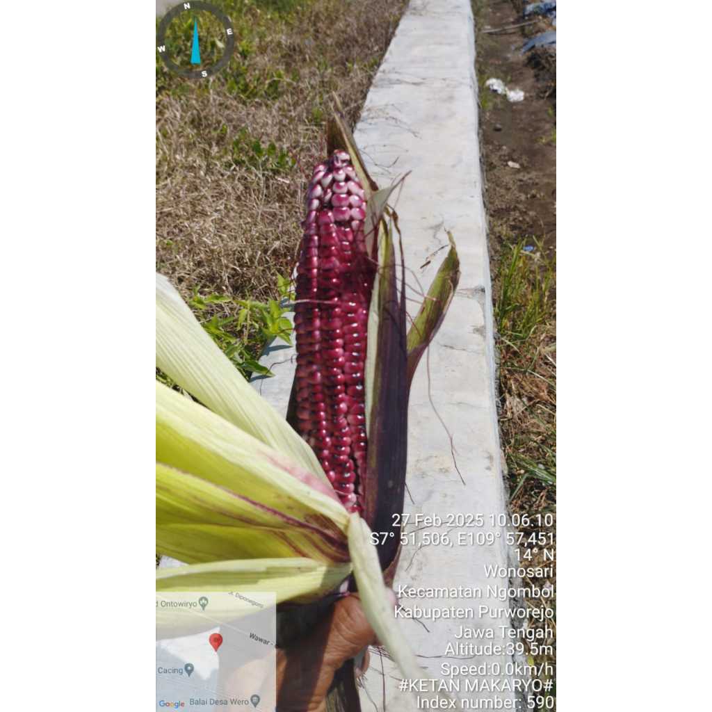 

Jagung Ungu
