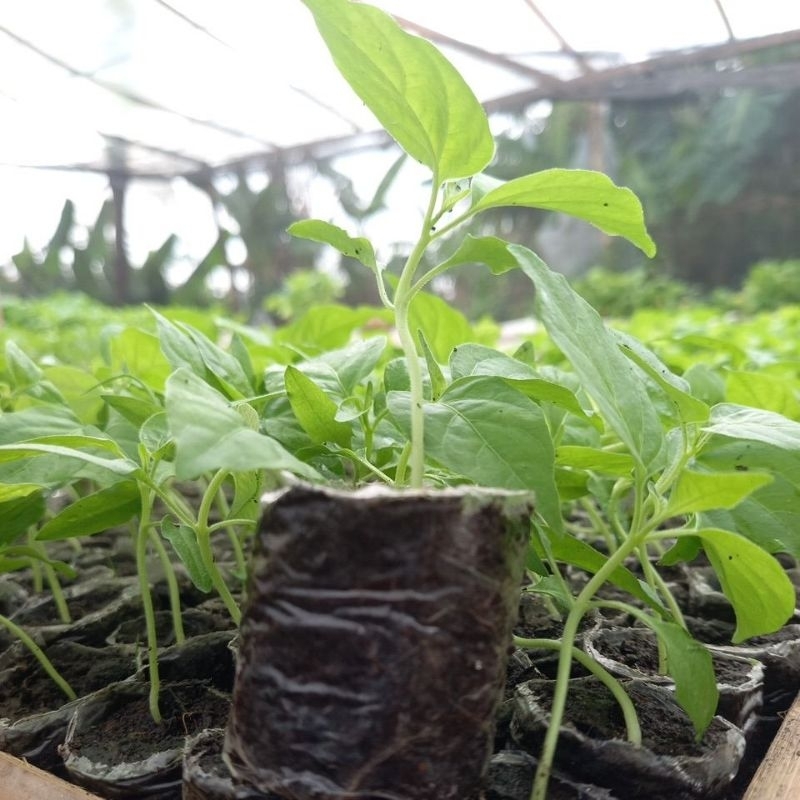 

benih cabe siap tanam cabe japlak putih (cabe rawit setan)
