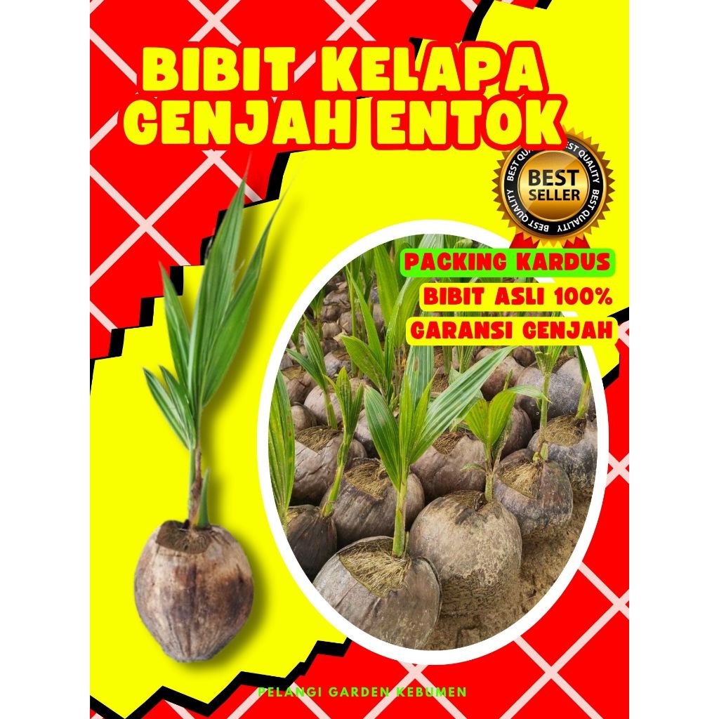 PALING DICARI.. Bibit Kelapa Genjah, Bibit Kelapa Genjah Pendek, Bibit Kelapa Genjah Entok