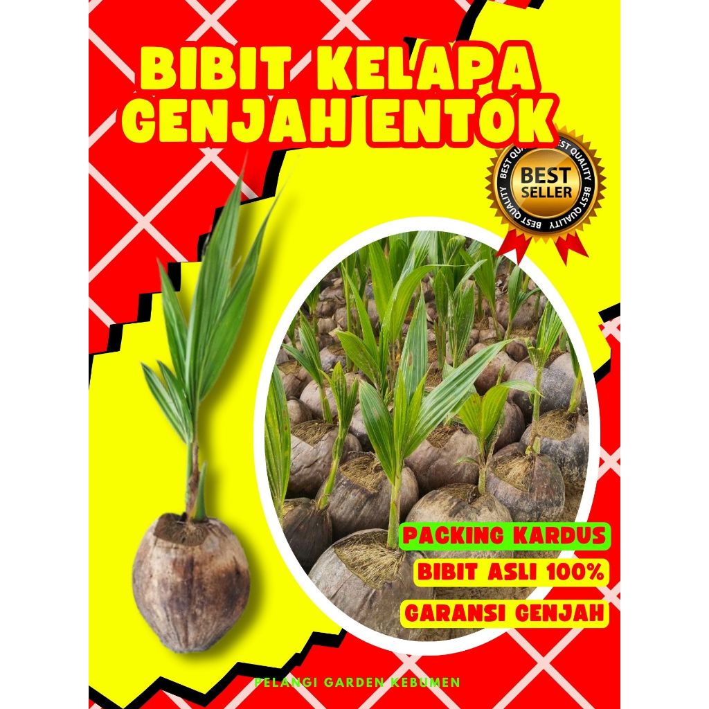 LANGSUNG PETANI.. Bibit Kelapa Genjah Pendek, Bibit Kelapa Genjah Entok, Bibit Kelapa Genjah Entok S