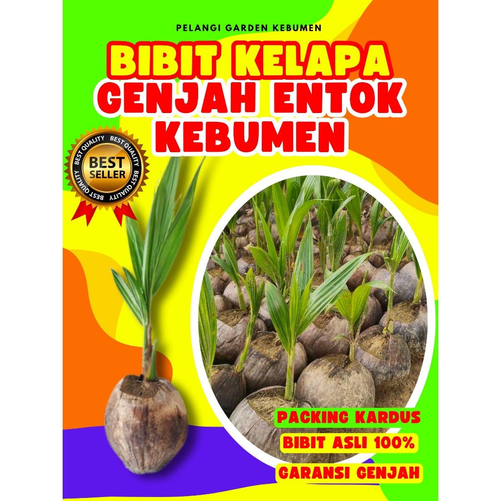 LANGSUNG PETANI.. Bibit Kelapa Kopyor Original, Bibit Kelapa Kopyor Pati, Bibit Kelapa Kopyor Sumene