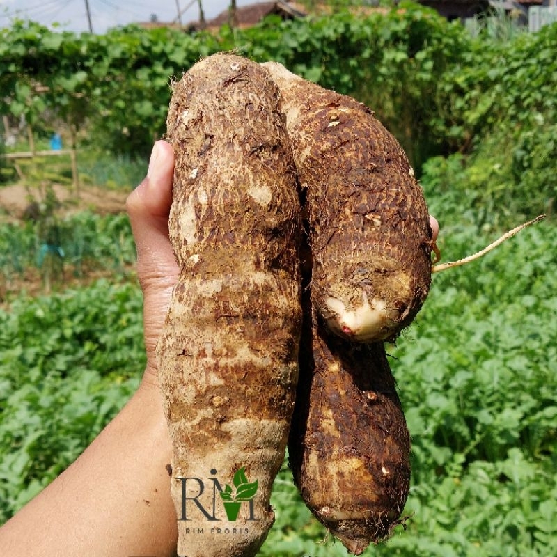 

Talas Balitung 1 kg Talas Kimpul Fresh Langsung Dari Kebun Kualitas Super Tekstur Talas Bogor Lembut & Legit bisa COD