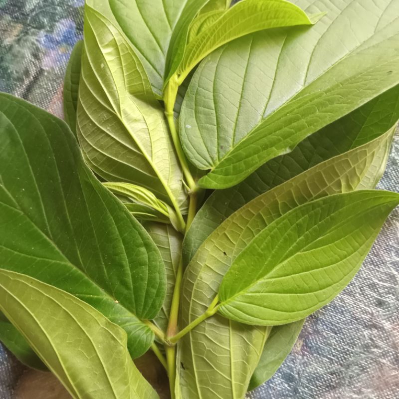 

Jual daun sirih hutan atau sirihan segar organik 1kg