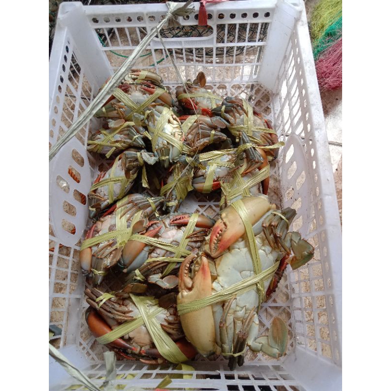 

Kepiting Bakau