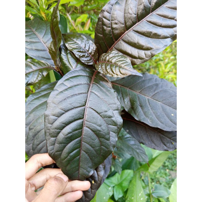 

Daun ungu atau daun handelem segar per 50 lembar