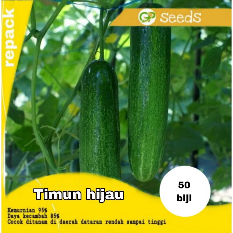 benih timun hijau maestro | timun maestro | benih timun hijau
