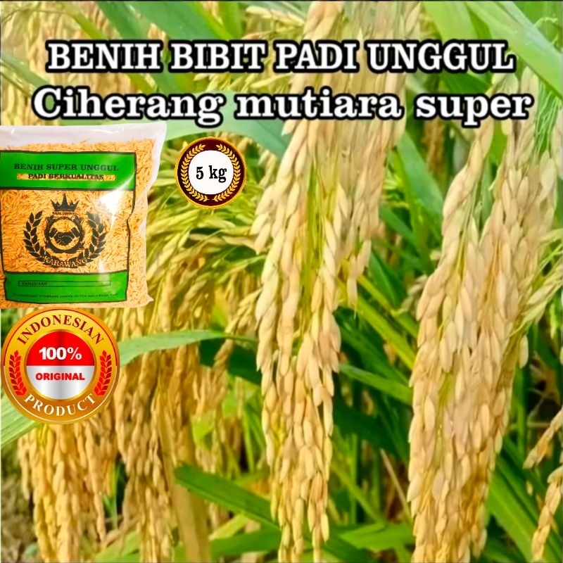 COD BENIH BIBIT PADI 5KG CIHERANG MUTIARA SUPER UNGGUL   POTENSI HASIL  YANG MEMUASKAN 10 TON PER HA