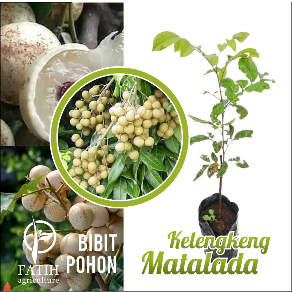 

BIBIT BUAH KELENGKENG MATALADA SUPER MANIS