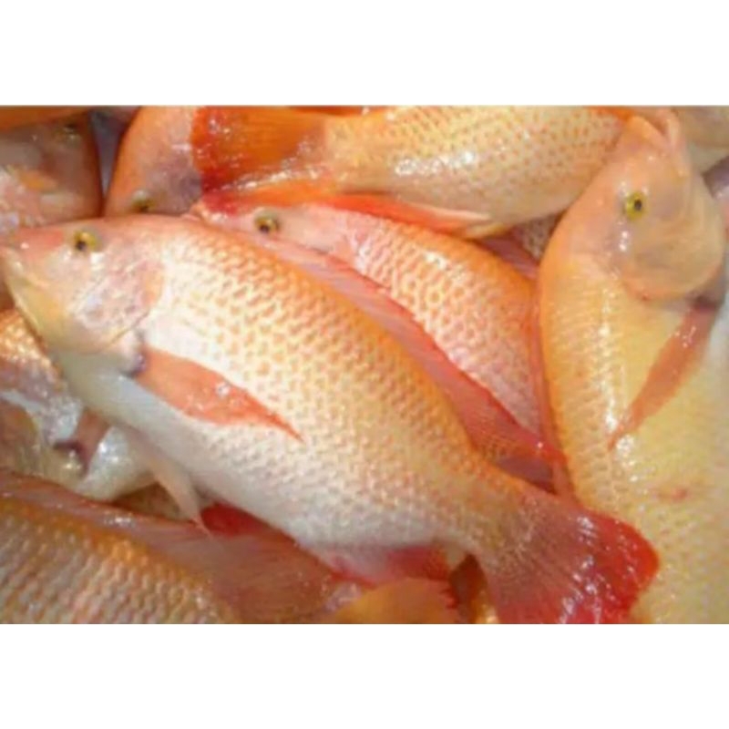 

Nila seger d jual / 1kg ya kak